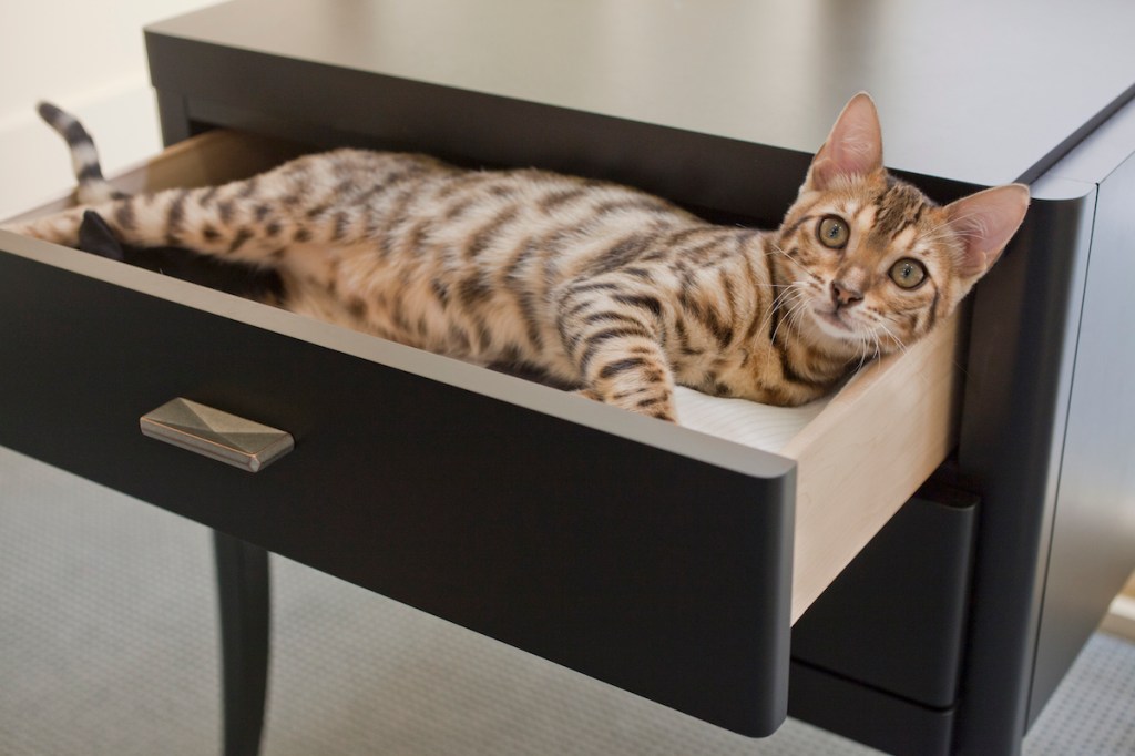 Bengal cat lounging in drawer