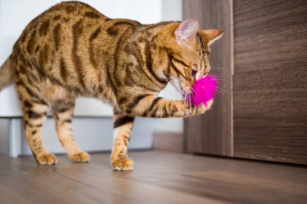 Bengal cat playing with a toy