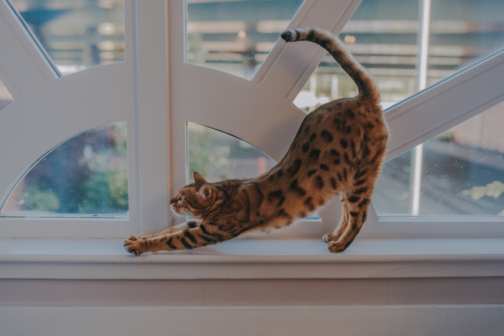 Elegant brown striped/spotted Bengal cat stretching out in front of a window