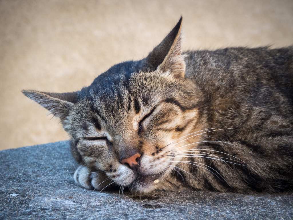 Cat drooling while sleeping
