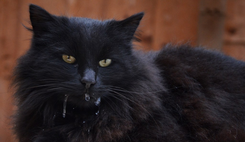 Fluffy black cat drooling