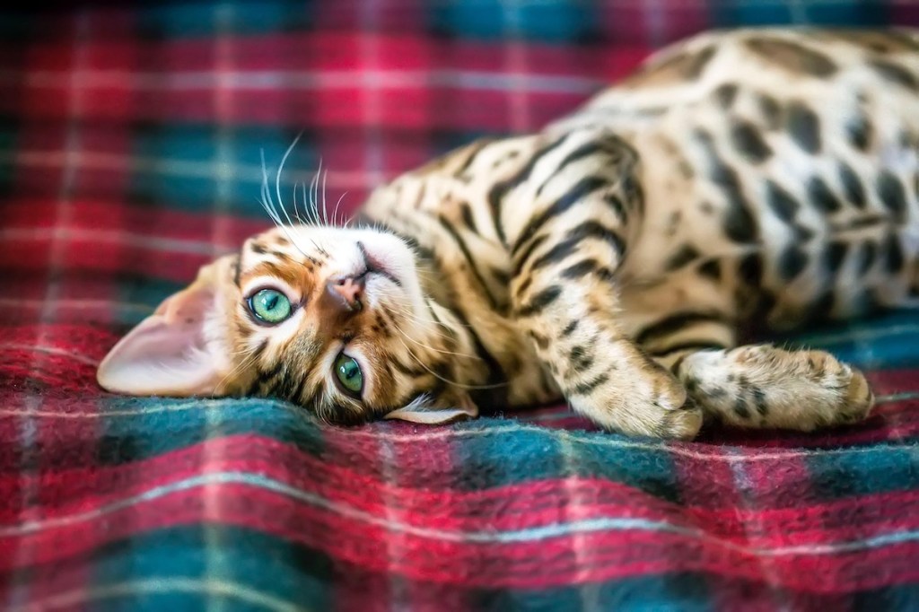 Bengal cat with head upside-down laying on plaid blanket