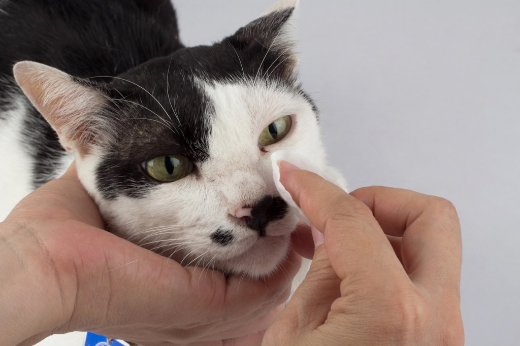 Cleaning cat eye boogers on black-and-white cat