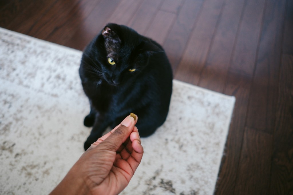 Woman's hand offering treat to black cat