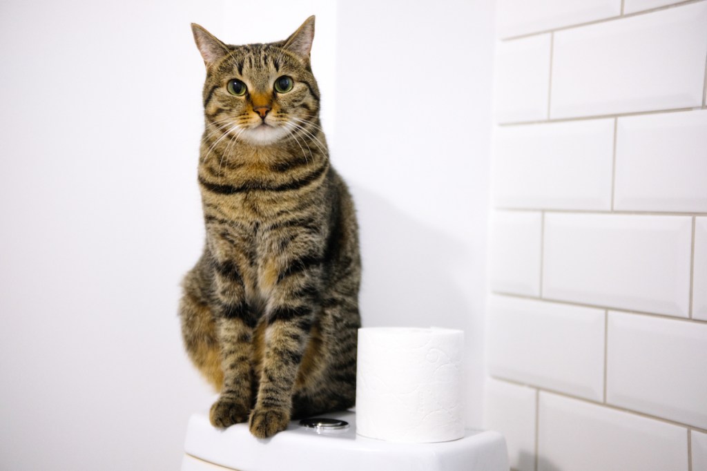 Cat sitting on top of toilet