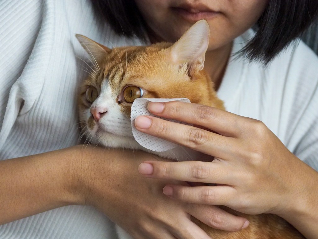 Woman cleaning cat eye boogers on her cat