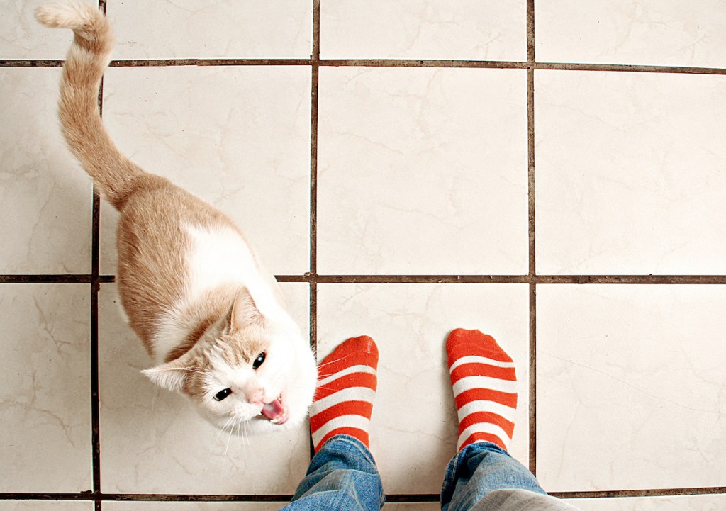 Cat meowing by woman's feet