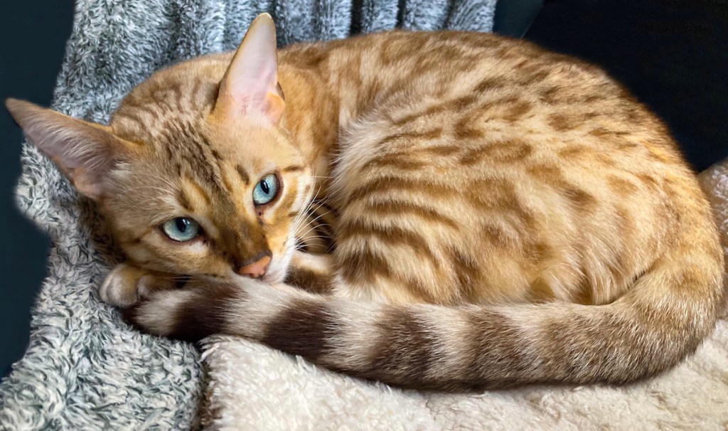 Curled-up Bengal cat