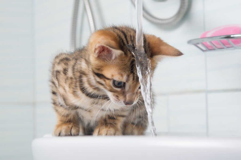 Bengal cat exploring shower