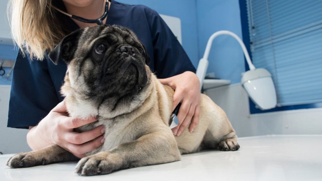 Veterinarian checking a dog with stethoscope in a veterinary clinic