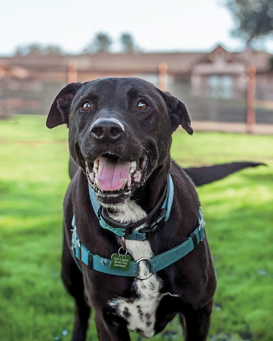 Senior dogs like Apache have access to the proper care and comfort in their old age while at Lily’s Legacy