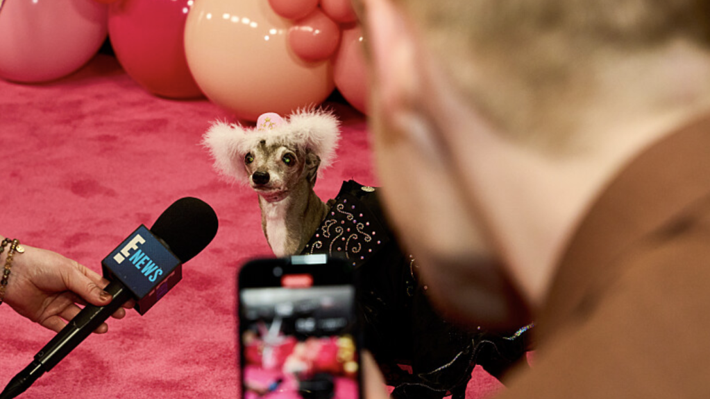 Tika the Iggy, Dolly Parton's Pet Gala, 2024