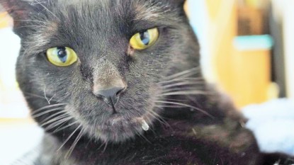 Close-up of black cat drooling
