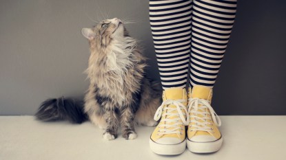 Cat standing next to woman's legs