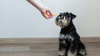 hand offering a piece of food to a cute Schnauzer