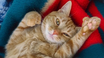 Polydactyl orange cat showing toe beans