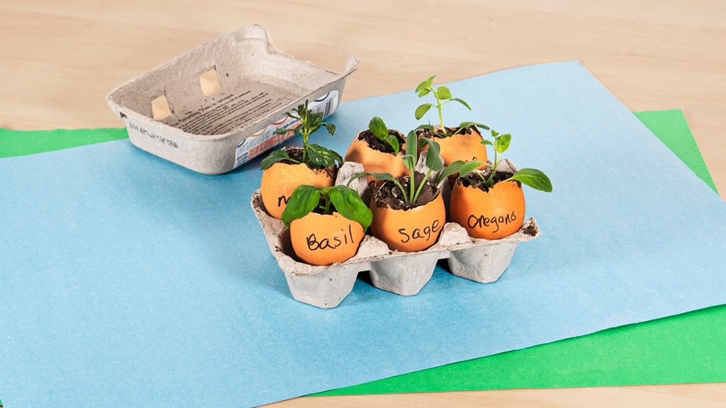 Eggshells being used to start seeds