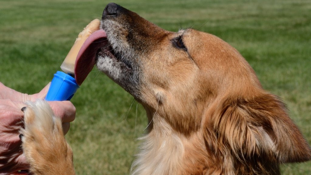 A dog eating a frozen treat
