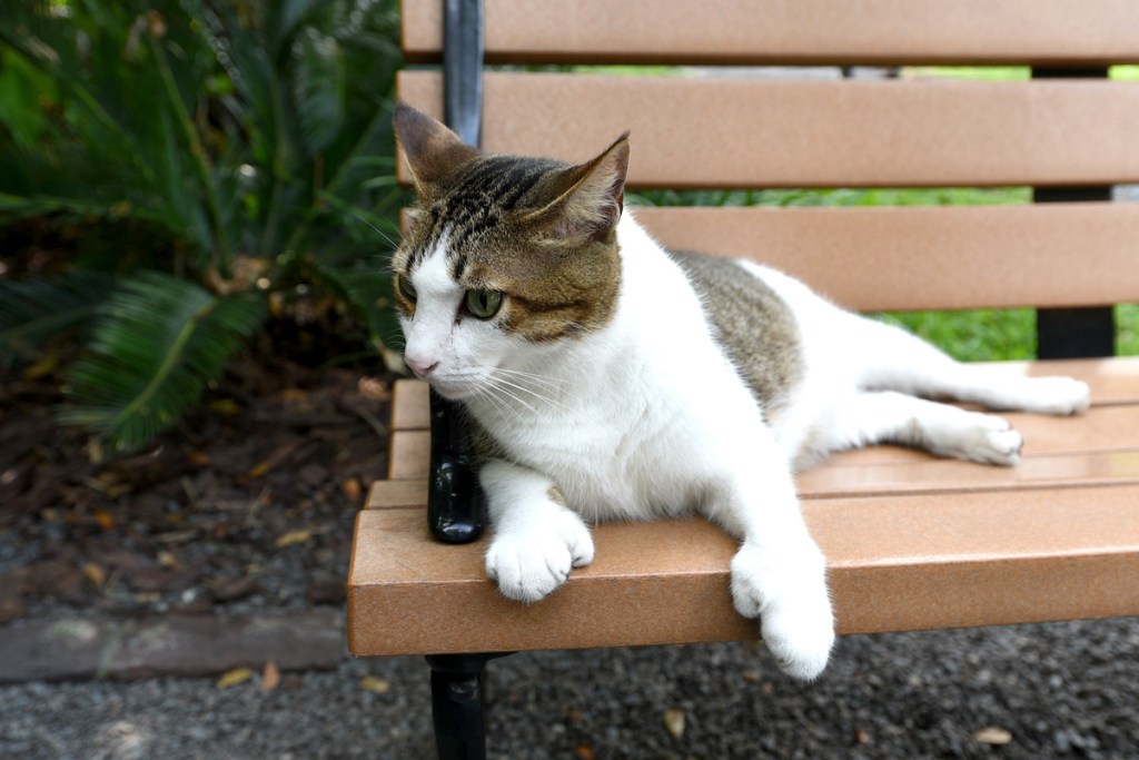 A polydactyl cat at Ernest Hemingway's Florida estate in 2019