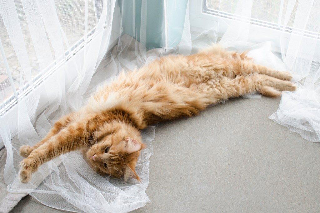 Long orange Maine Coon cat laying on curtains