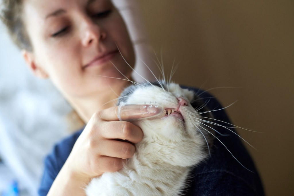 Woman using finger cat toothbrush on white and gray cat