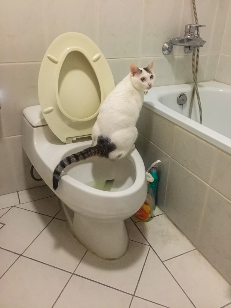 White cat with dark tail sitting on toilet