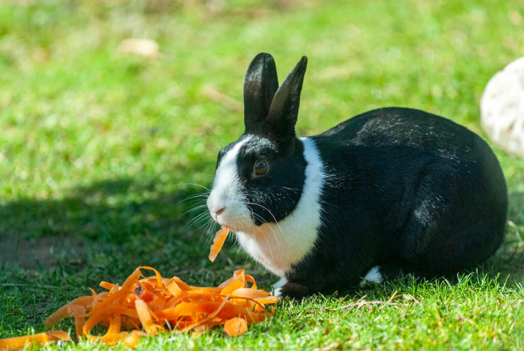 Black and white rabbit eating carrot pieces