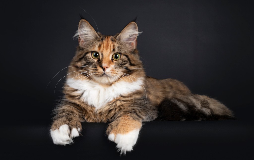 Maine Coon cat with extra toes