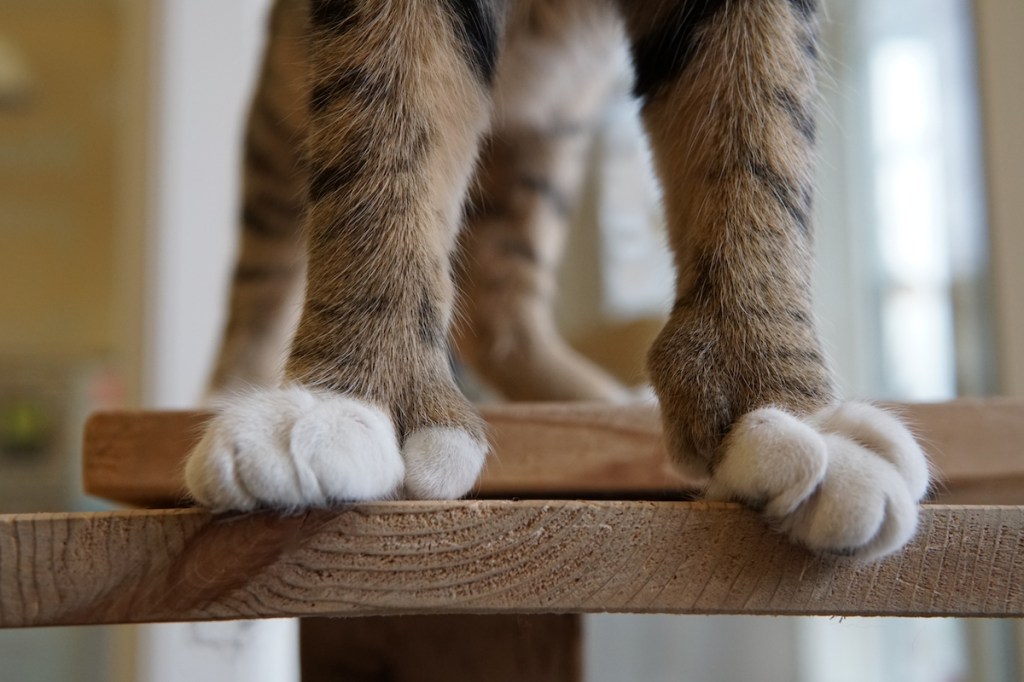 Close-up of polydactyl cat paws