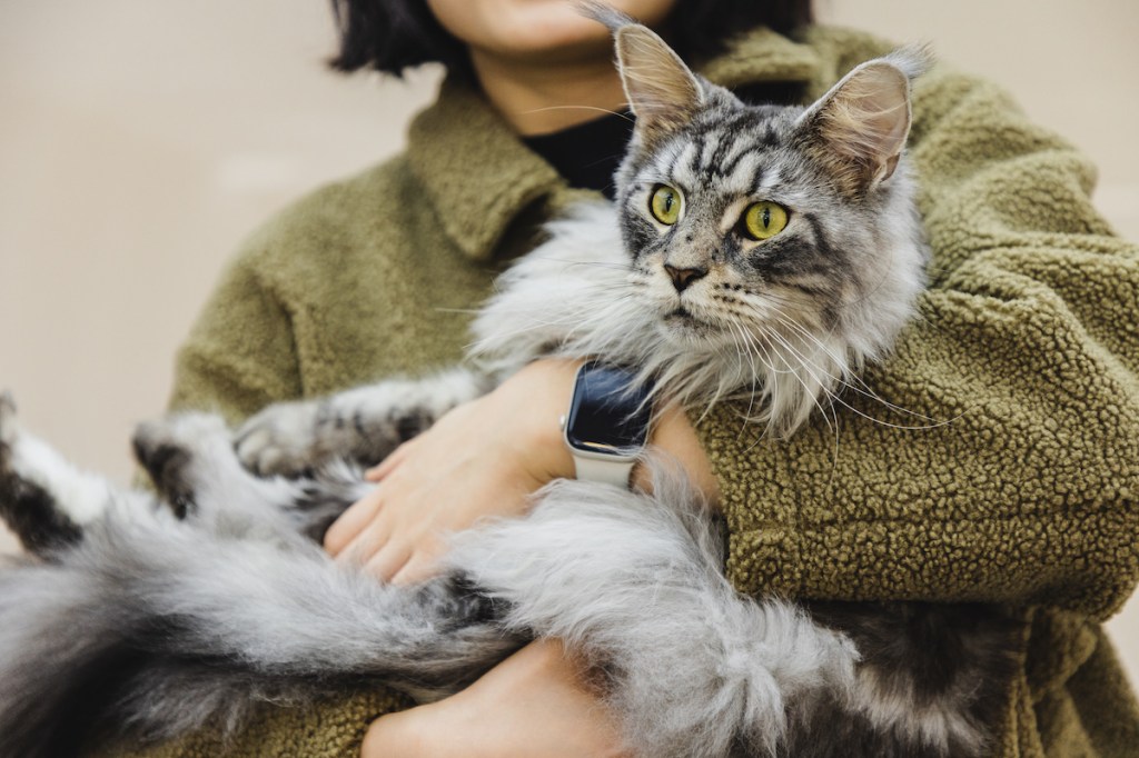 Woman holding a gray Maine Coon cat