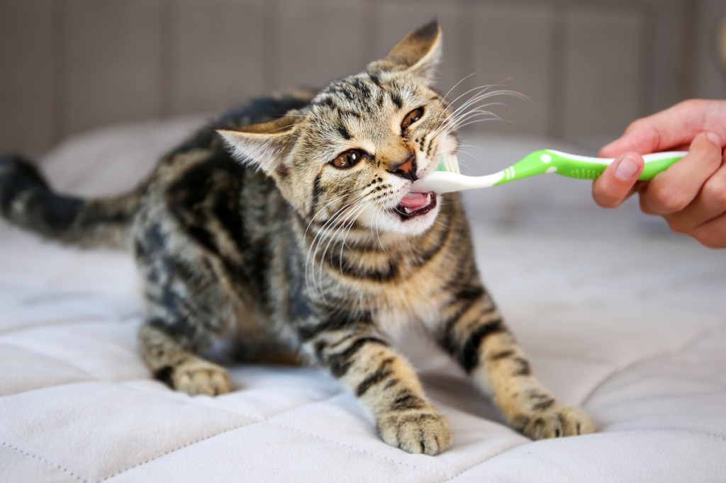 A woman brushes a cat's teeth with a toothbrush