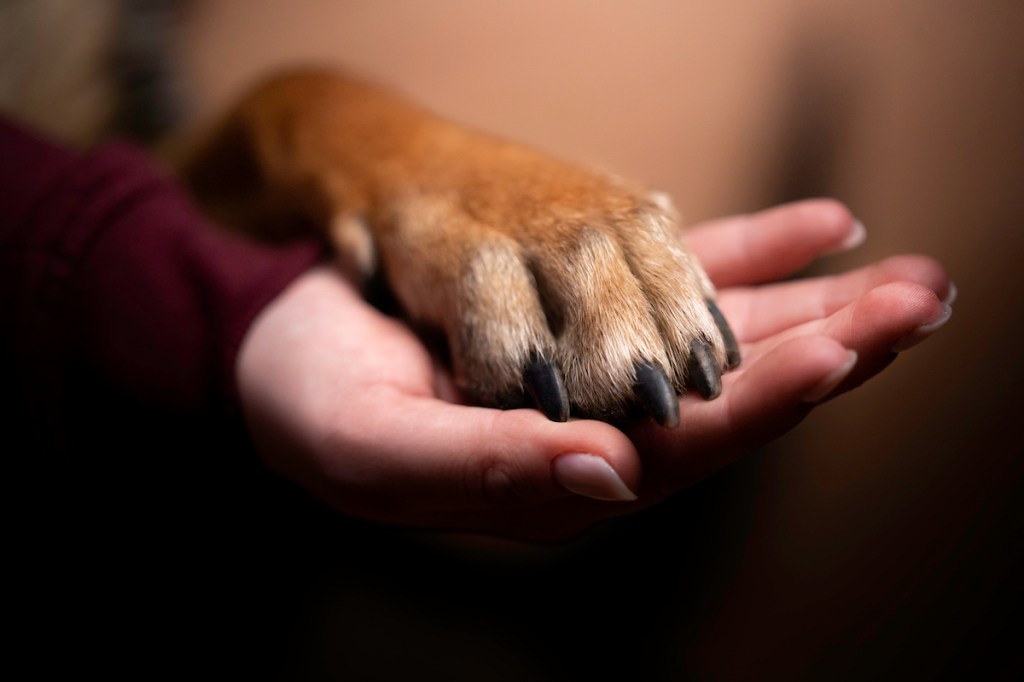 Dog's paw on a human hand