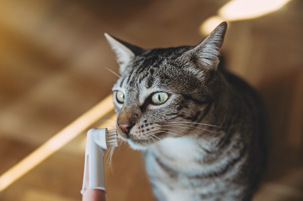 Close up of tabby cat smelling cat toothbrush before brushing