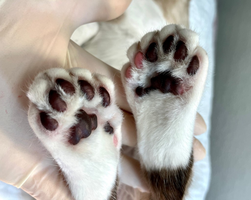 Hind feet of black and white polydactyl cat showing extra toes. Gloved veterinary assistant holds cat’s feet for photo