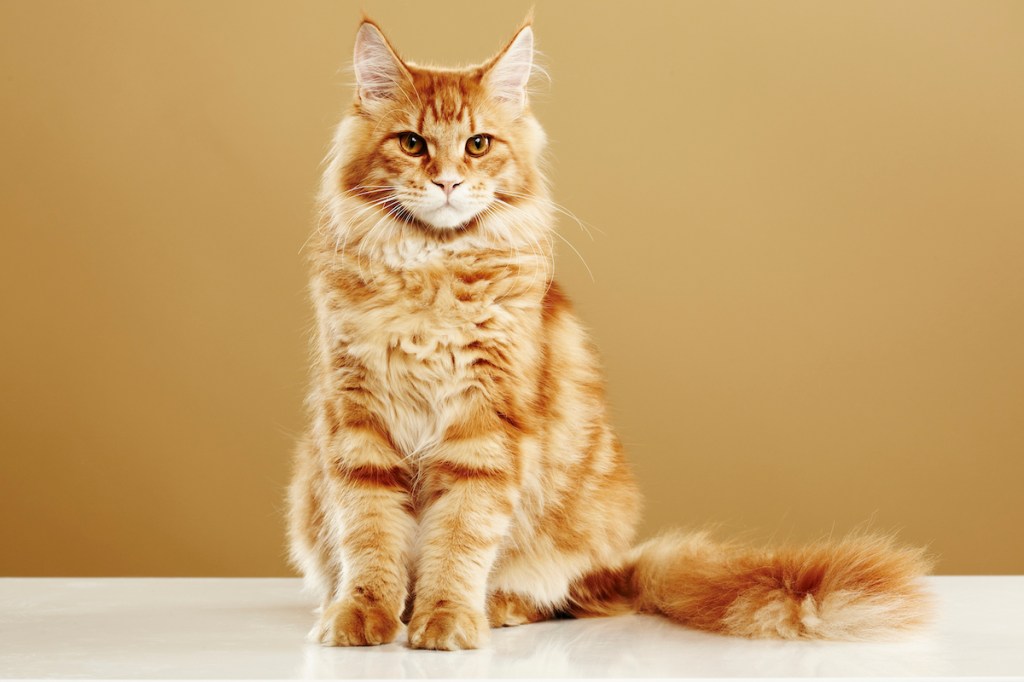 Maine coon cat, sitting in front of a brown background