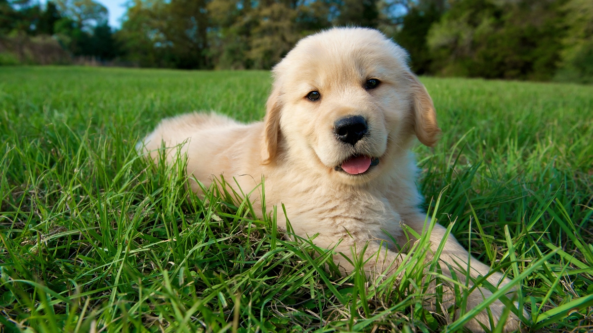 A cute puppy on the ground