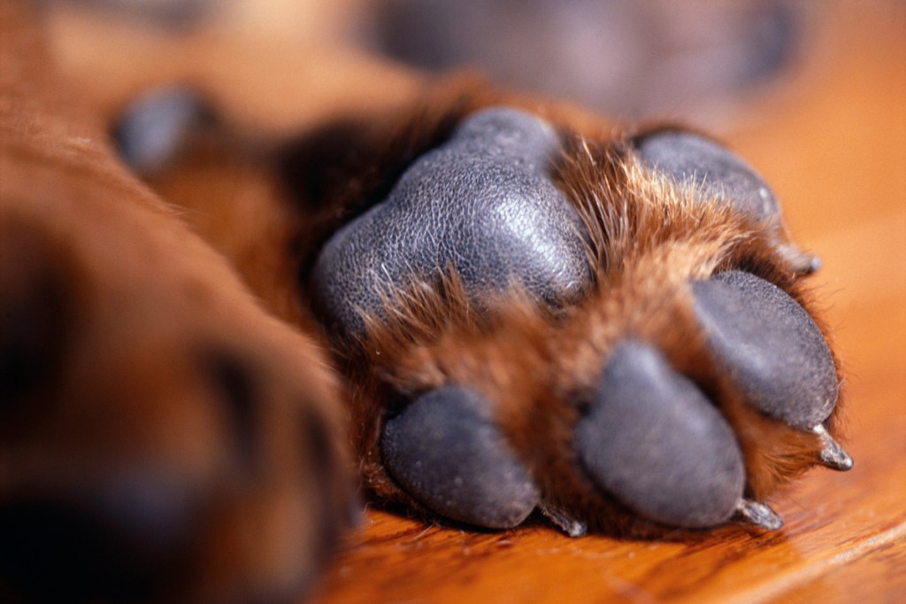 Close-up of dog paw