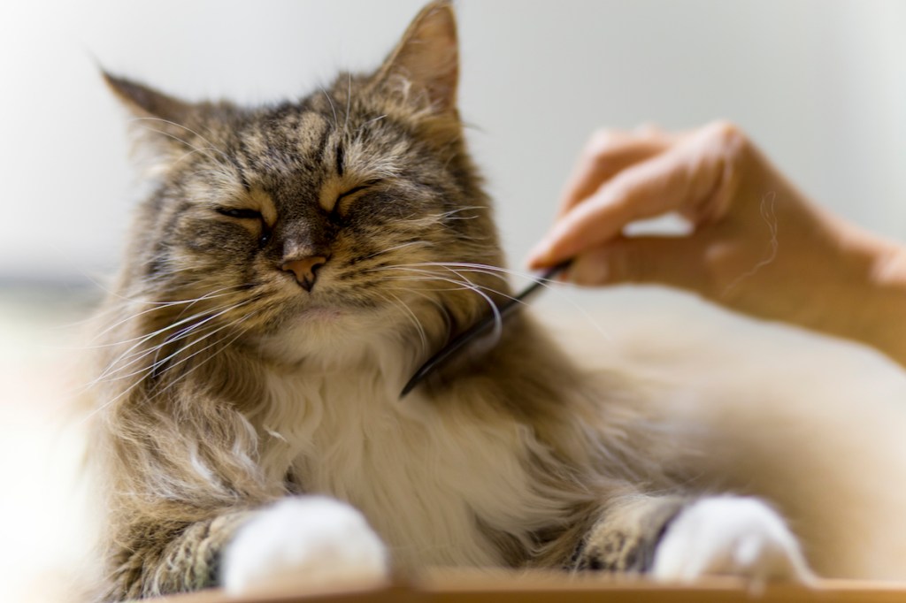 Maine Coon cat being brushed