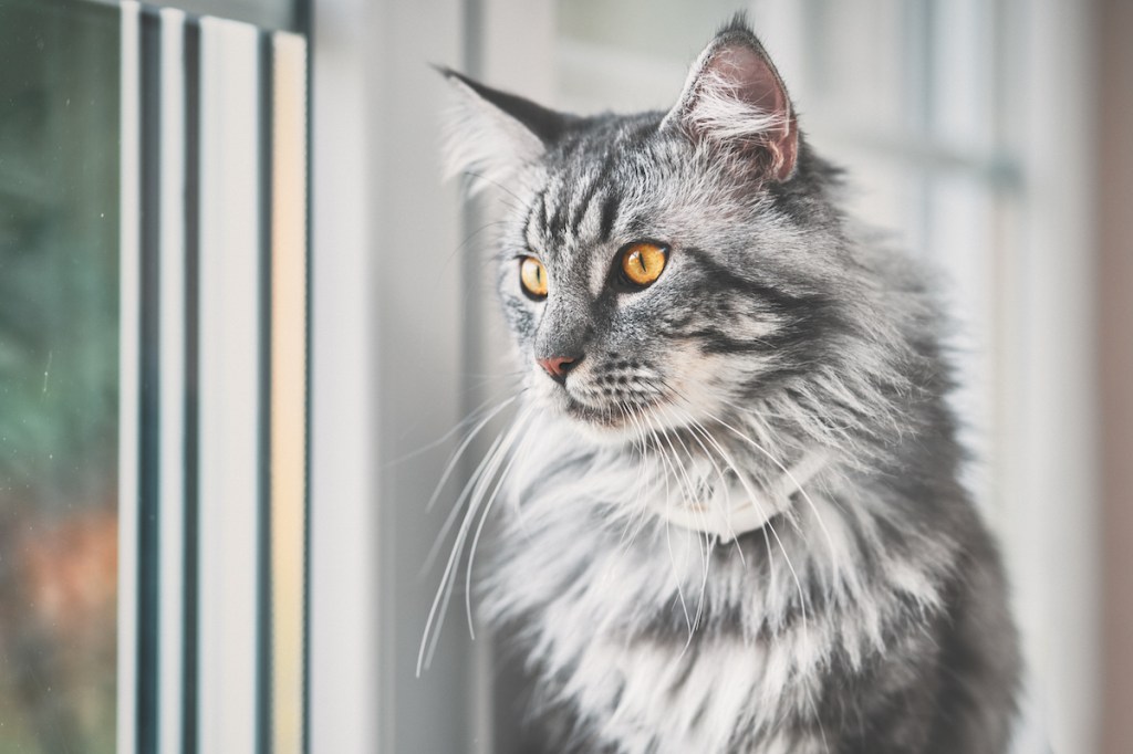 Close-up of gray Maine Coon cat