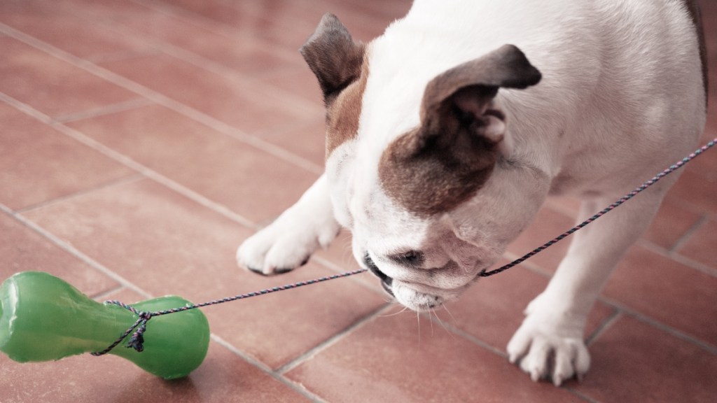 Dog playing with a toy on a string