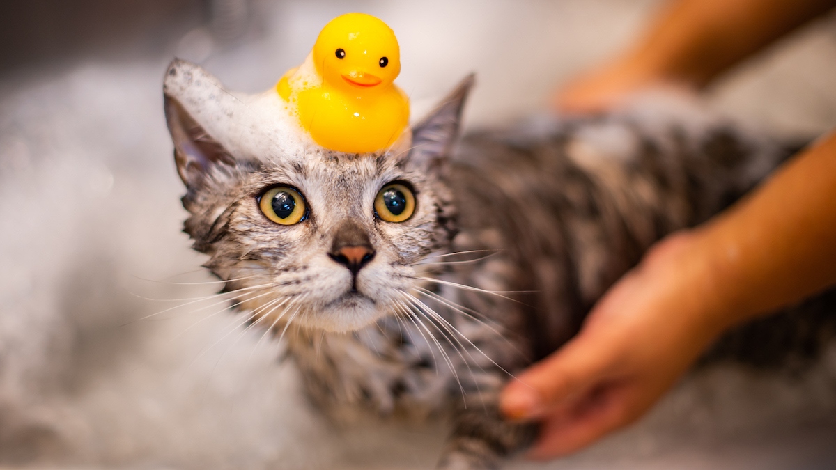 Curated visual reference: Fresh Look at How To Give A Cat A Bath Expert Tips To