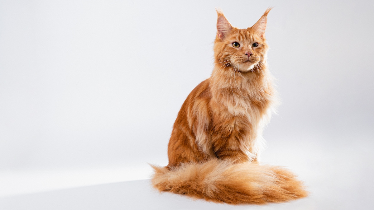 Maine Coon Characteristics: What Makes These Majestically Fluffy Cats So Special, According to a Vet