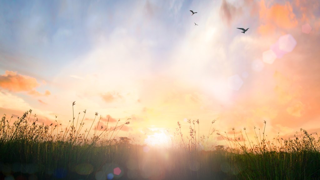 Peaceful sunrise over a field