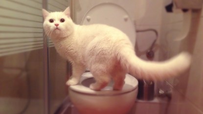 Fluffy white cat standing on toilet