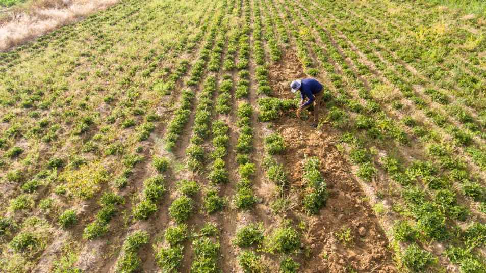 Emergency Crop Assistance Program: USDA Aid Explained | Woman's World