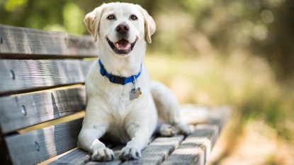 A yellow Labrador Retriever dog smiles as it lays on a wooden bench outdoors on a sunny day