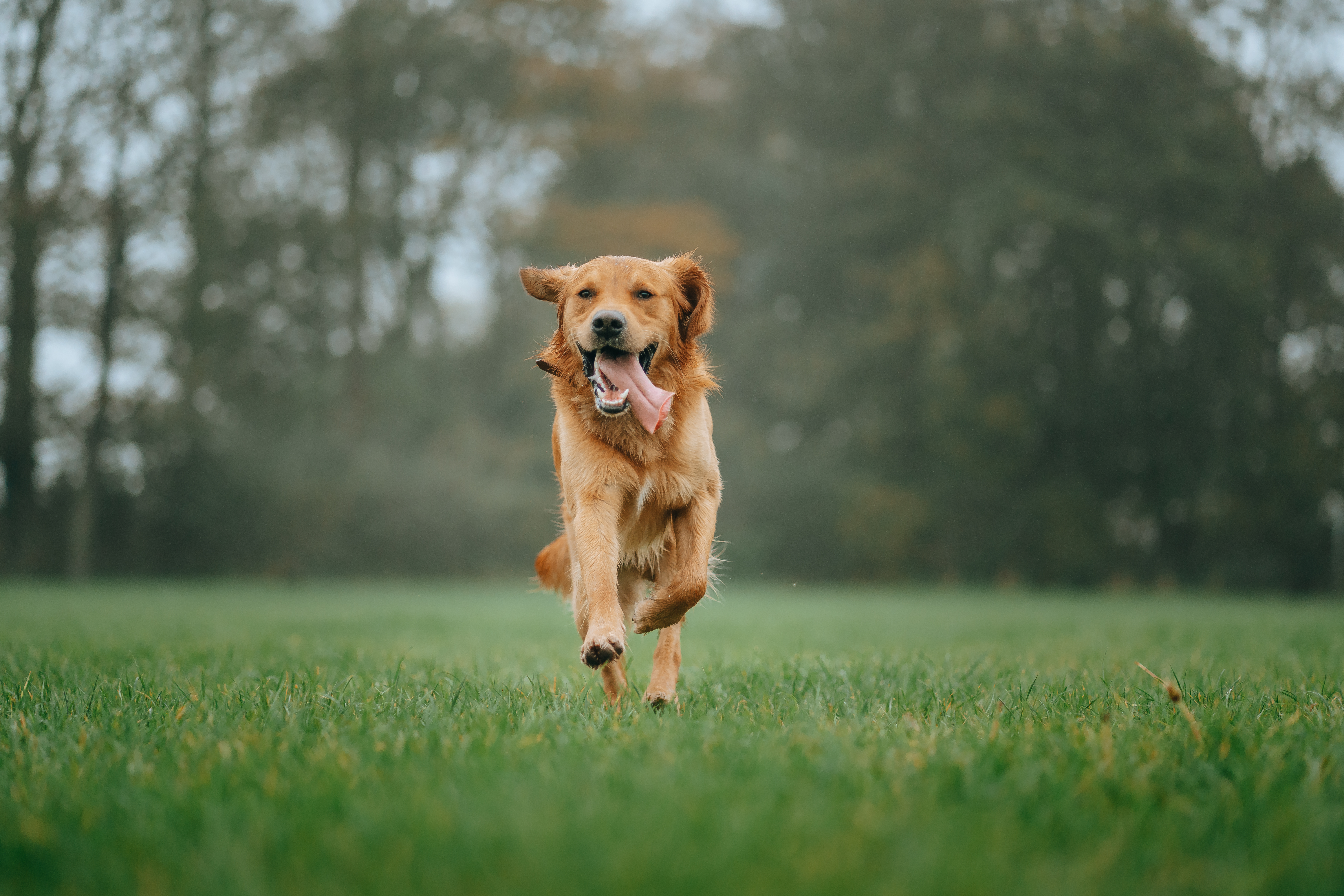 Portrait of golden retriever running on grassy field