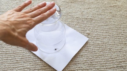 woman trapping a spider under a glass in her home for natural spider repellent