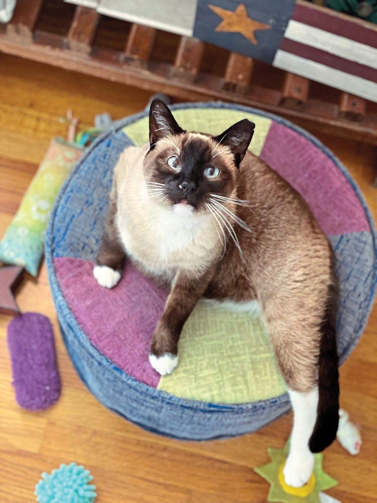 All of the cats, like Hazel, are given a comfy bed, nourishing food, toys and even access to a sunning “catio”