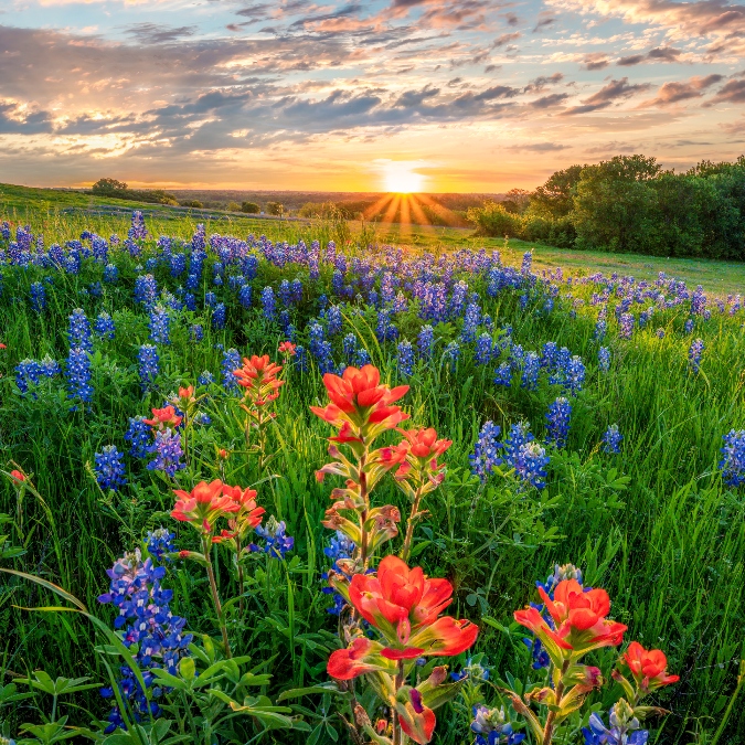 Bluebonnet fields